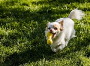 Por que os brinquedos interativos são bons para o seu cão 