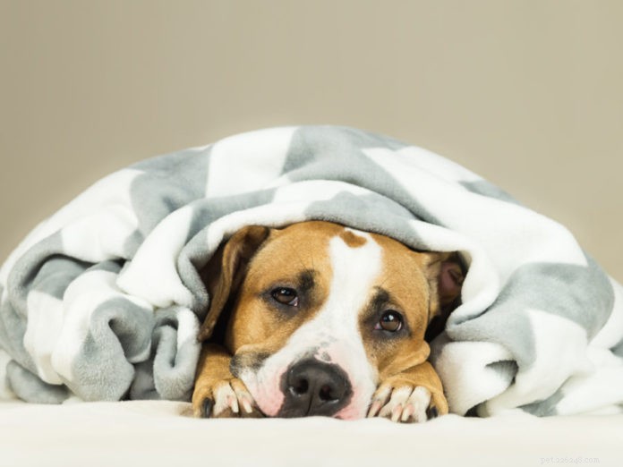 Remédios naturais para ansiedade canina