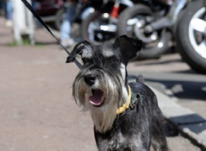 車を追いかける犬のためのソリューション 