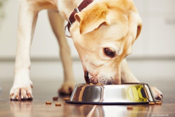 Lösningar för hundar som äter snabbt