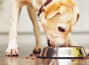 Soluções para cães que comem rápido