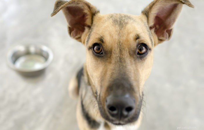 Vilket är det bästa fodret för hundar med diarré?