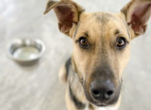 Qual ​​é a melhor ração para cães com diarreia?