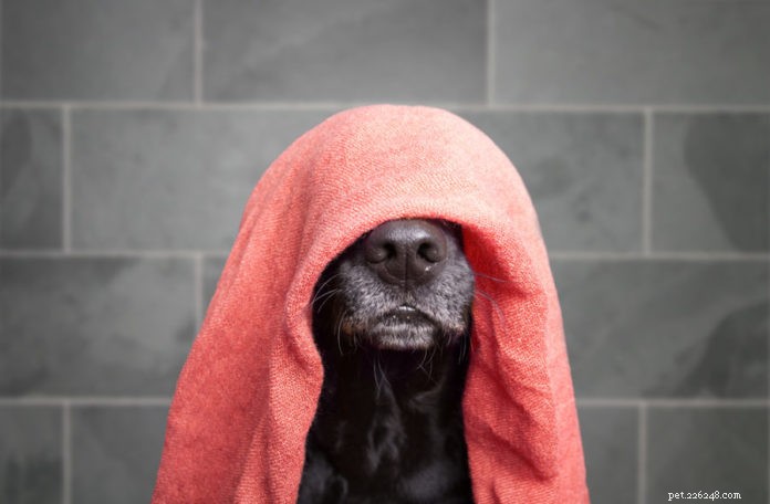 Je hond wassen:een stapsgewijze handleiding