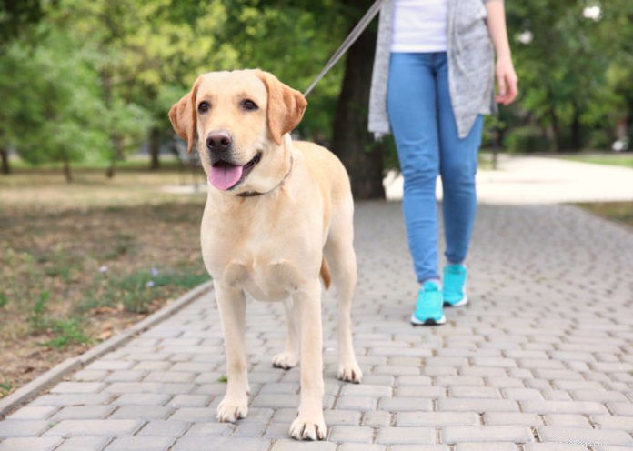 Programy procházky a cvičení dělají psy z útulku přijatelnější