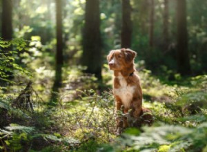 ライム病とあなたの犬 