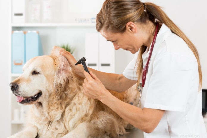 5 causas de perda auditiva em cães