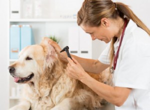 犬の難聴の5つの原因 