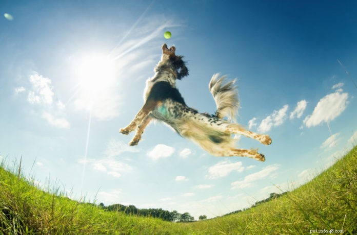 Ossigenazione:una chiave importante per la salute del tuo cane