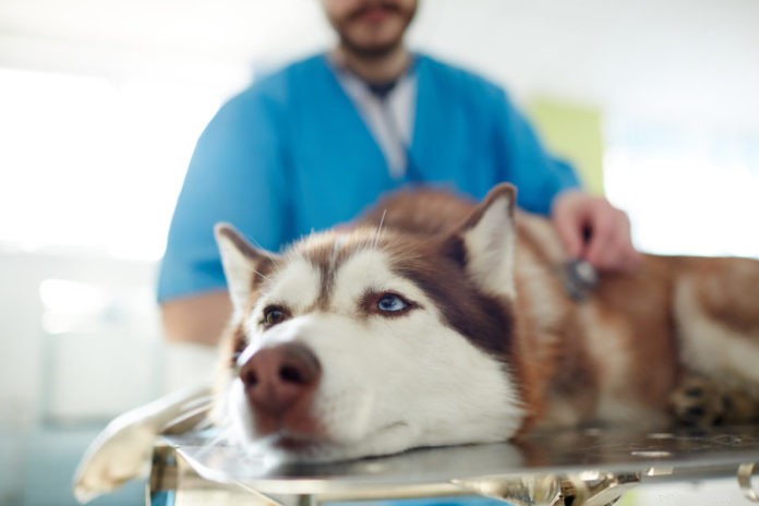犬の一般的な消化器系の問題 