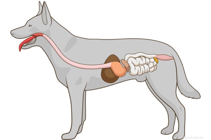O microbioma do seu cão