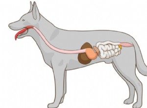 O microbioma do seu cão