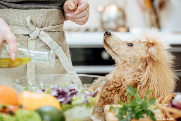 Nourrir votre chien avec des huiles saines