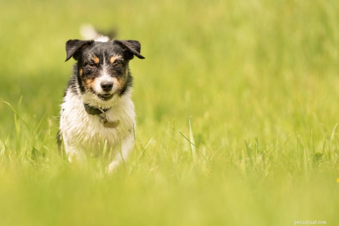 Как акупунктура может помочь пожилым собакам