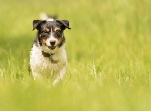 Como a acupuntura pode ajudar cães idosos