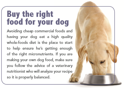 Vitamines et minéraux dont votre chien a besoin