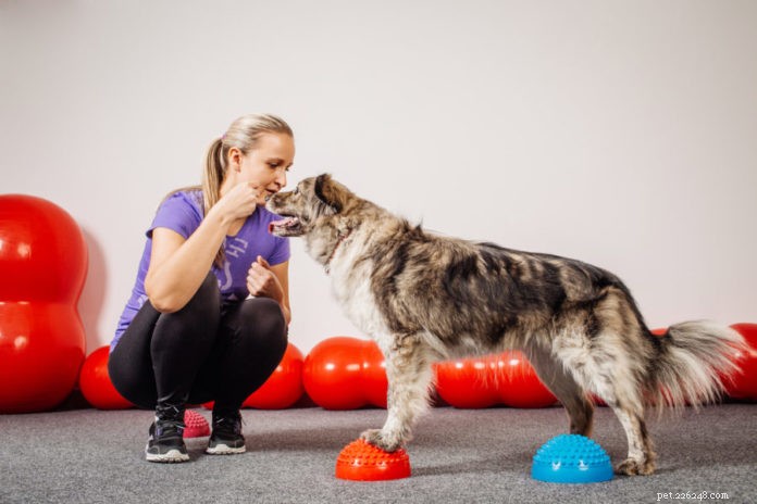 Kondice pro psí sportovce