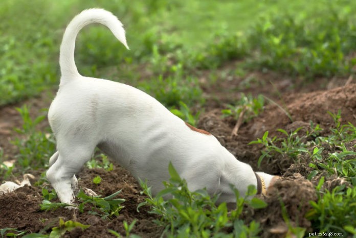 Hur man stoppar hundar från att gräva