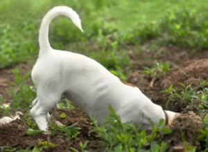 Como impedir que os cães cavem