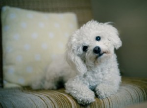 Disfunção cognitiva canina e vitamina D