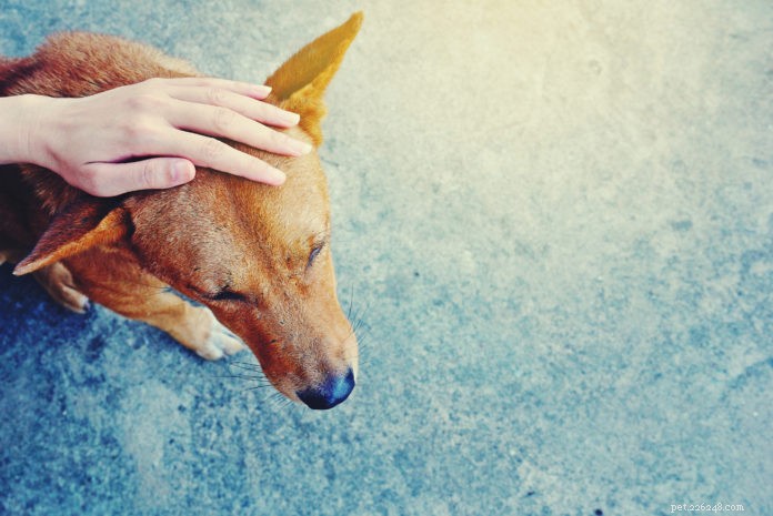 Comment Tellington TTouch résout les problèmes de comportement canin