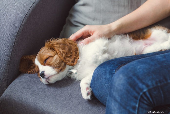 Léčení a vyvážení čaker vašeho psa