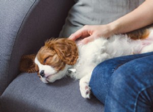 Curando e equilibrando os chakras do seu cão