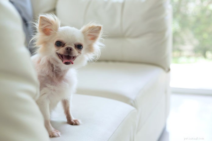 Os cães pequenos são mais propensos a problemas dentários?