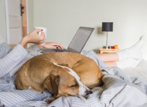 4 passos para um cão de “baixa manutenção” feliz e saudável