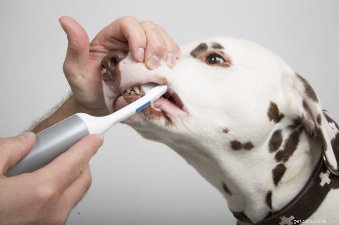 Ferramentas dentais para cães