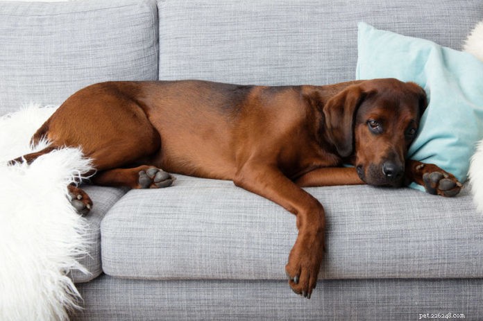 Grippe canine – ce que vous devez savoir