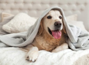 Zimní pobyty pro vás a vašeho psa