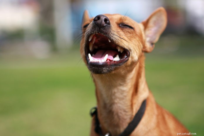 9 nutrienti per la malattia dentale canina