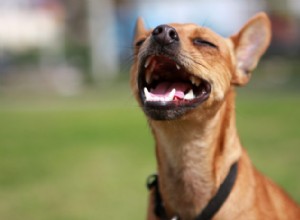 9 živin pro zubní onemocnění psů