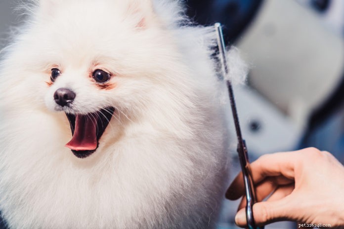 Hoe maak je van het trimmen een positieve ervaring voor je hond