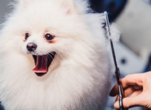 Como tornar a higiene do seu cão uma experiência positiva