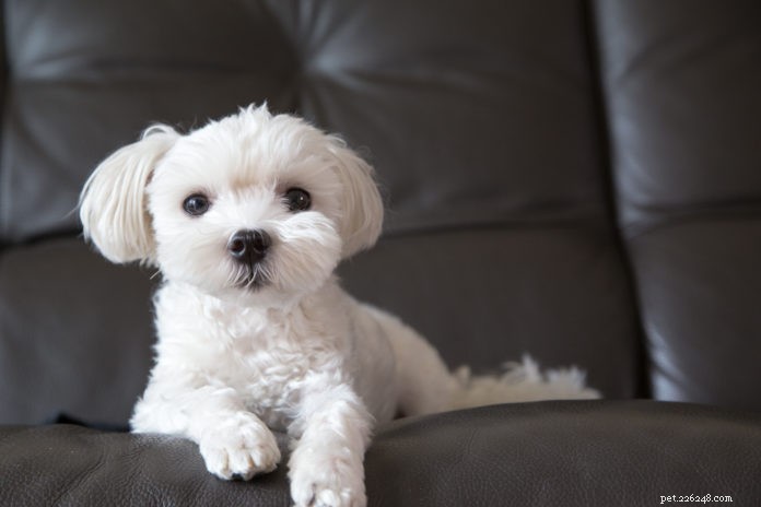 6 способов узнать, испытывает ли ваша собака боль
