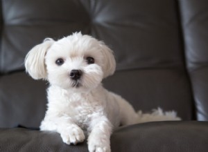 6 maneiras de saber se seu cão está com dor