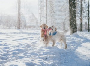 Datas de brincadeiras para cachorros