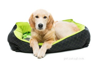 Основные советы по поиску лучшей лежанки для собак
