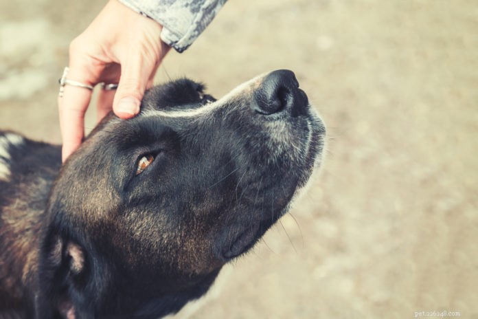 Terapia CranioSacral para cães