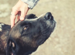 Kraniosakrální terapie pro psy