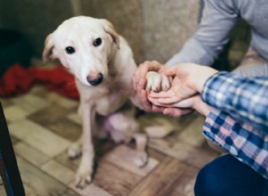 Reabilitação para cães resgatados