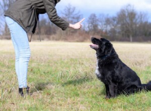 Manter o bom comportamento do seu cão