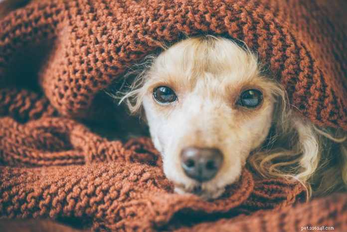 Акупрессура для снятия праздничного стресса – как у вас, так и у вашей собаки!