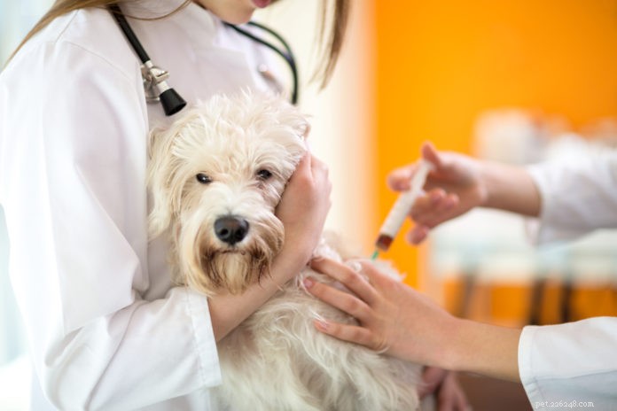 렙토스피라증 – 강아지에게 예방 접종을 해야 합니까?