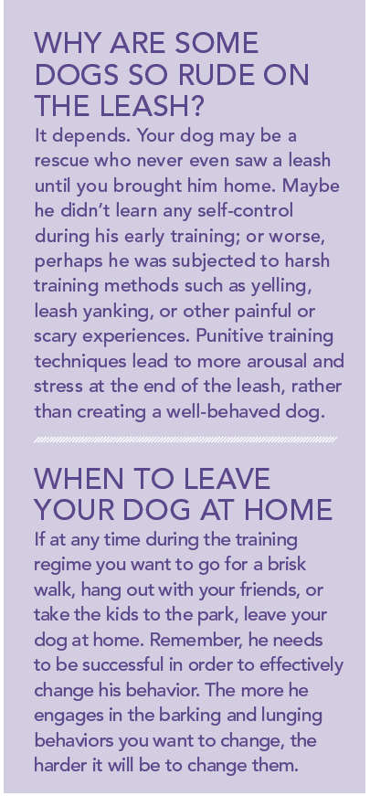 당신의 개는 산책을 할 때 돌진하고 짖나요?