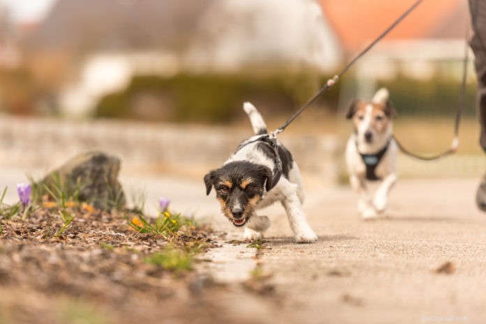 Votre chien se précipite-t-il et aboie-t-il pendant les promenades ?