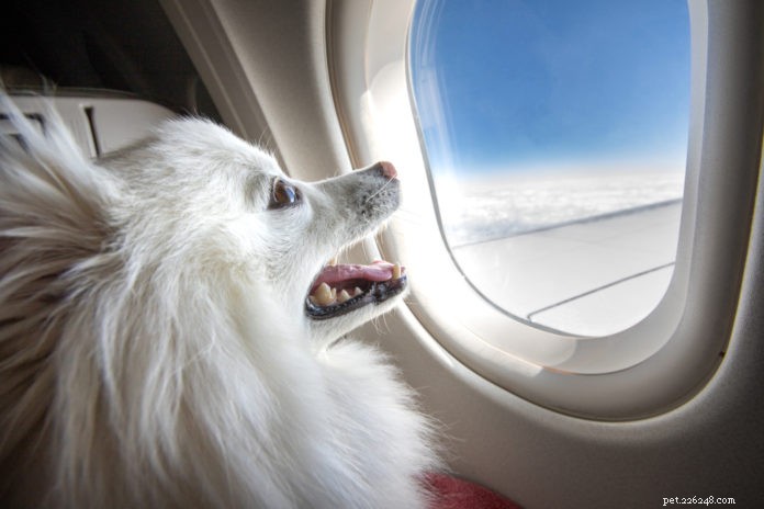 Flyger du med din hund?