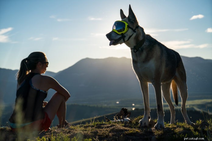 Equipamento de aventura ao ar livre obrigatório para cães